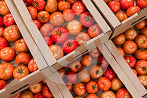Box of Fresh ripe red tomatoes. Organic vegetables, small local farm, farming concept. Fresh crops, tomato harvest