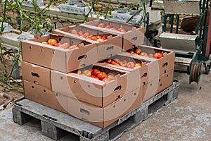 Box of Fresh ripe red tomatoes. Organic vegetables, small local farm, farming concept. Fresh crops, tomato harvest