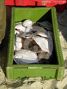 A box with freshly fished plaice, flatfish