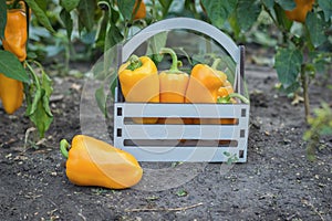 A box of freshly picked bell peppers in the garden bed