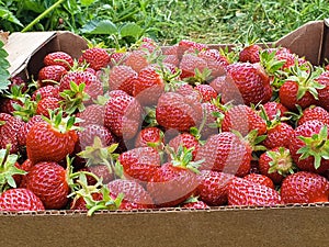 Box with Freshly picked strawberries