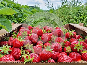 Box with Freshly picked strawberries