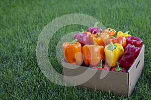 A box full of assorted and colorful bell peppers. Healthy Red, yellow and orange peppers ready to eat.