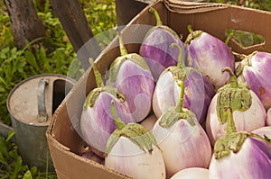 A box full of beautiful white and purple Bianca eggplants