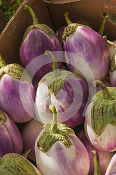 A box full of beautiful white and purple Bianca eggplants