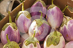 A box full of beautiful white and purple Bianca eggplants