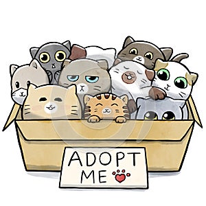 Box full of cats for adoption