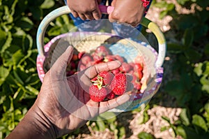 Box full of fresh organic strawberries in the field