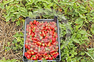 Box full with fresh red strawberries in the field