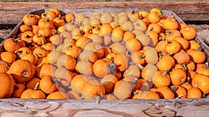 Box full of little orange pumpkins at a farmers market