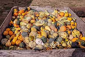 Box full of little orange, white, and green squash at a farmers market