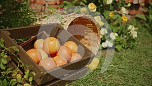 A box of grapefruits lies on the green grass under the sun.