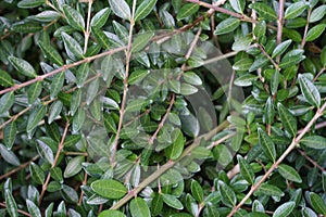 Box honeysuckle or Wilson`s honeysuckle, in Latin called lonicera nitida.