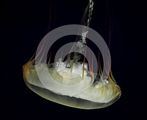 Box jelly fish with tendrils 2