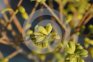 Box-leaved holly photo