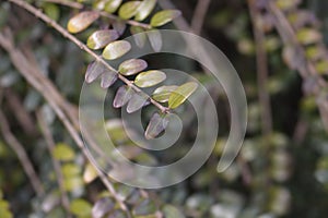 Box-leaved honeysuckle