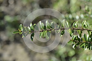 Box-leaved honeysuckle