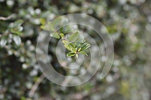 Box-leaved honeysuckle