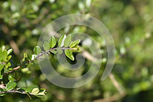 Box-leaved honeysuckle