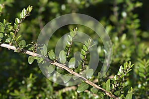 Box-leaved honeysuckle