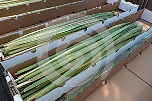 A box of lulavs or palm fronds, one of the four plant species used in the ritual observance of the Jewish holiday of Sukkot photo