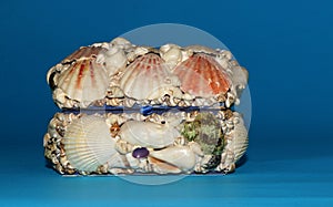 a box made of shells art