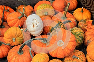 Box of Mini Pumpkins