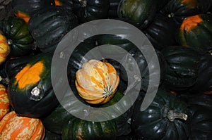 Box of mini pumpkins