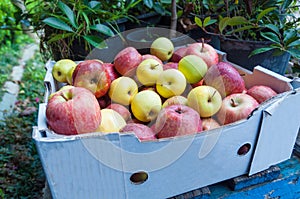 Box of mixed apples