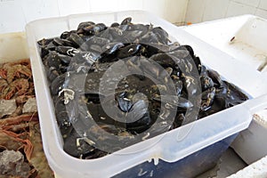 A box of mussels