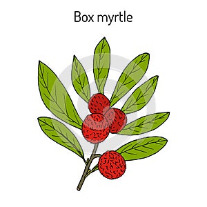 Box myrtle, bayberry, or kaphal Myrica esculenta , medicinal plant