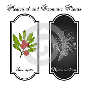 Box myrtle, bayberry, or kaphal Myrica esculenta , medicinal plant