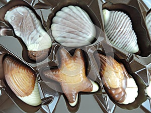 Box of packaged shell-shaped chocolate candy in white and milky chocolate as a gift for a loved one or celebration, close up