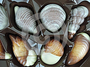 Box of packaged shell-shaped chocolate candy in white and milky chocolate as a gift for a loved one or celebration, close up