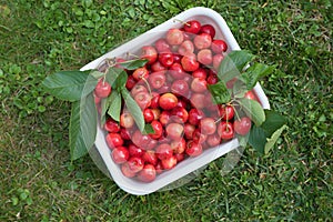 Box with picked red cherries on the garden lawn