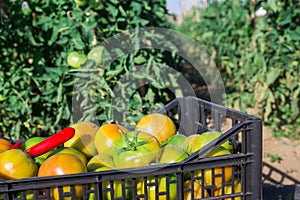 Box with picked underripe tomatoes on vegetable garden