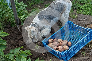 Box with potatoes and a fox terrier