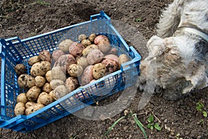 Box with potatoes and a fox terrier