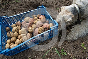 Box with potatoes and a fox terrier