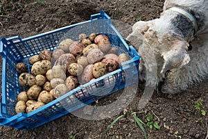 Box with potatoes and a fox terrier