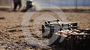 Box with potatoes, Gardener man cultivate ground soil with tiller tractor or rototiller