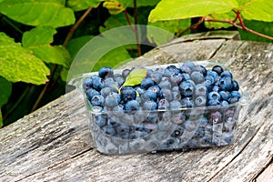 Box or punnet of organic blueberries