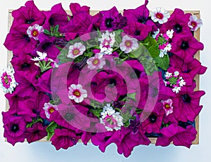 A box of purple flowering garden plants