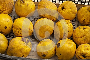 Box quinces of JaÃ©n in Andalusia
