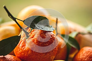 A box with raw ripe oranges, mandarines, citrus fruits lemons. Vitamin C harvest