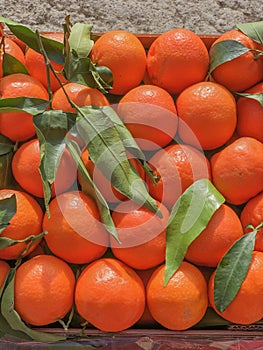 Box with ripe fresh tangerines with green leaves close-up. Top view. Vertical