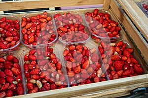 Box of ripe red wild strawberries for sale in small town Nemi, Castelli Romani, near Rome, Italy