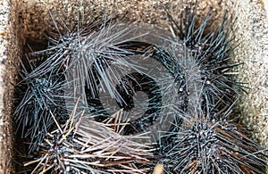 Box with sea urchins at Endeqal Seafood, Balabag, Boracay, Philippines