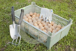 The box with the of seed potatoe