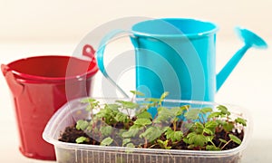 Box with seedling and agricultural tools